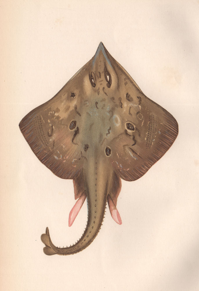 COMMON SKATE. Blue skate, Dipturus flossada. COUCH. Fish 1862 old print